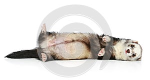 Ferret lying on a white background