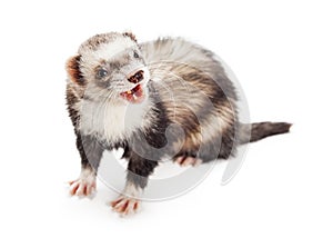 Ferret Mouth Open Funny Ferret