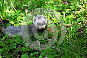 Ferret, Mustela putorius