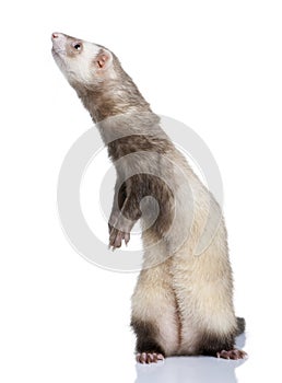 Ferret - Mustela putorius furo 1 year old