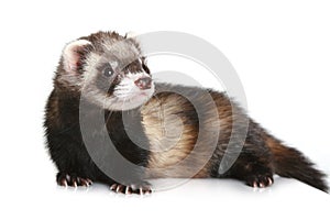 Ferret (Mustela putorius furo)