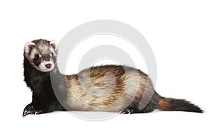 Ferret (Mustela putorius furo) photo