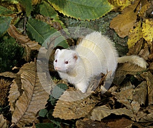 Ferret, mustela putorius furo