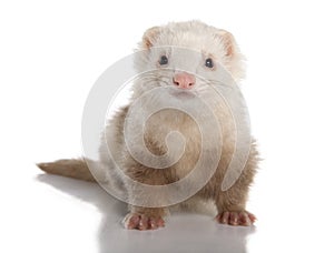 Ferret - Mustela putorius furo (7 years old)