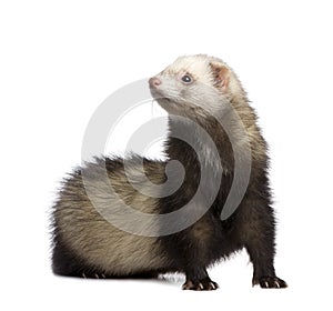 Ferret - Mustela putorius furo