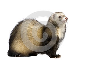 Ferret - Mustela putorius furo