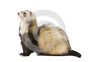 Ferret - Mustela putorius furo