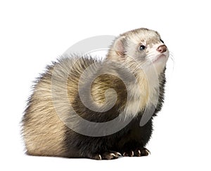 Ferret - Mustela putorius furo