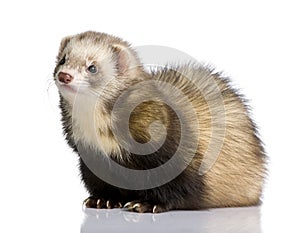 Ferret - Mustela putorius furo