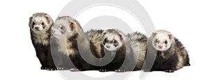 Ferret - Mustela putorius furo