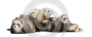 Ferret - Mustela putorius furo