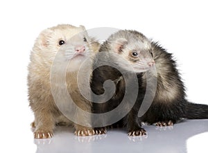 Ferret - Mustela putorius furo