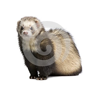 Ferret - Mustela putorius furo