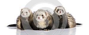 Ferret - Mustela putorius furo