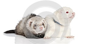 Ferret - Mustela putorius furo