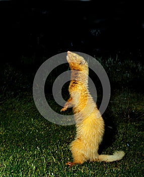 Ferret, mustela putorius furo, Adult standing on Hind Legs