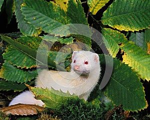 Ferret, mustela putorius furo, Adult standing on Leaves