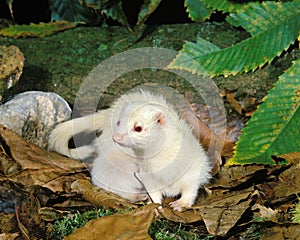 Ferret, mustela putorius furo, Adult standing on Leaves