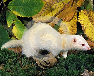 Ferret, mustela putorius furo, Female