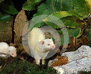 FERRET mustela putorius furo, FEMALE WITH YOUNG