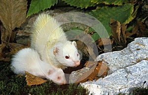 FERRET mustela putorius furo, FEMALE WITH YOUNG