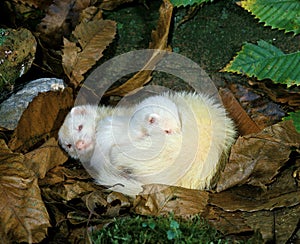 Ferret, mustela putorius furo, Female with Young