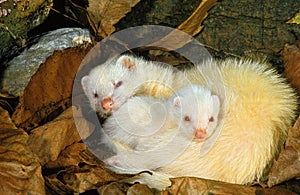 FERRET mustela putorius furo, FEMALE WITH YOUNG SLEEPING IN DEAD LEAVES