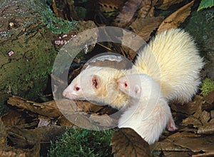 Ferret, mustela putorius furo, Mother with Young