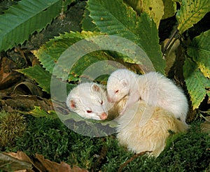 Ferret, mustela putorius furo, Mother with Young Sleeping