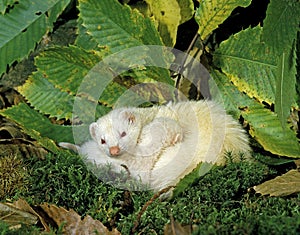 Ferret, mustela putorius furo, Mother with Young suckling