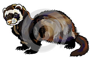 Ferret