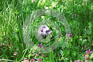 Ferret, Mustela putorius