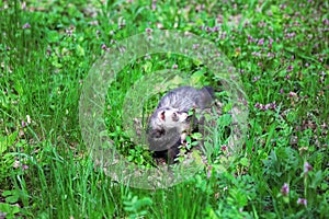 Ferret, Mustela putorius