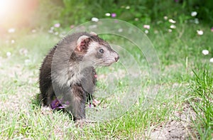 ferret in nature