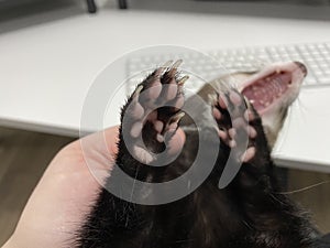 Ferret Paws in Defensive Position photo