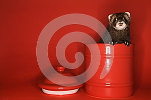 Ferret peeking out of jar.