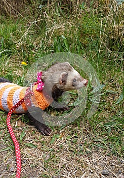 Un adulto masculino quemador hurón afuera en paseante. mascota hurón 