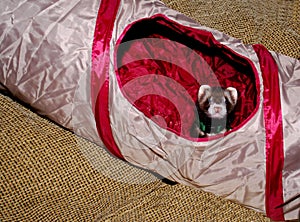 Ferret in play tunnel