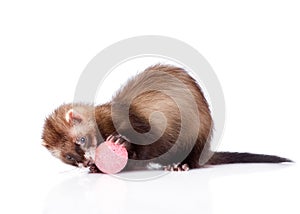 Ferret playing with a ball. isolated on white background