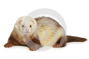 Ferret (polecat)