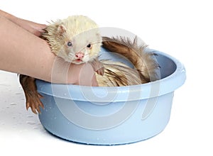 Ferret (polecat) wash in water