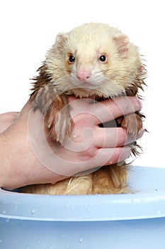 Ferret (polecat) wash in water