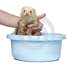 Ferret (polecat) wash in water