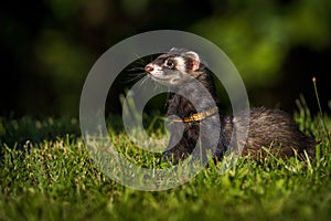 ferret portrait on the meadow