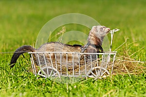 Ferret posing on ladder carriage on summer green grass meadow