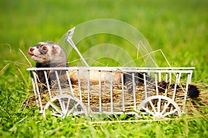 Ferret posing on ladder carriage on summer green grass meadow