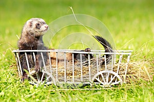 Ferret posing on ladder carriage on summer green grass meadow