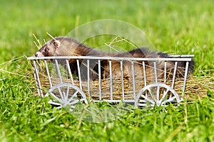 Ferret posing on ladder carriage on summer green grass meadow