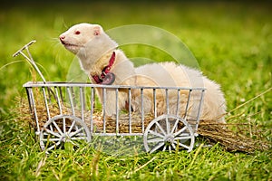 Ferret posing on ladder carriage on summer green grass meadow