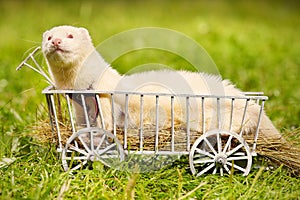 Ferret posing on ladder carriage on summer green grass meadow